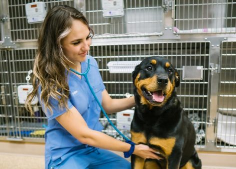 MedVet Veterinary Care Options