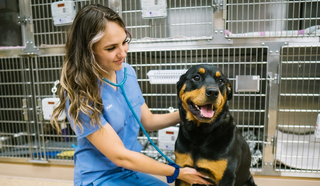 The Range of Veterinary Care Options Includes Urgent Care 