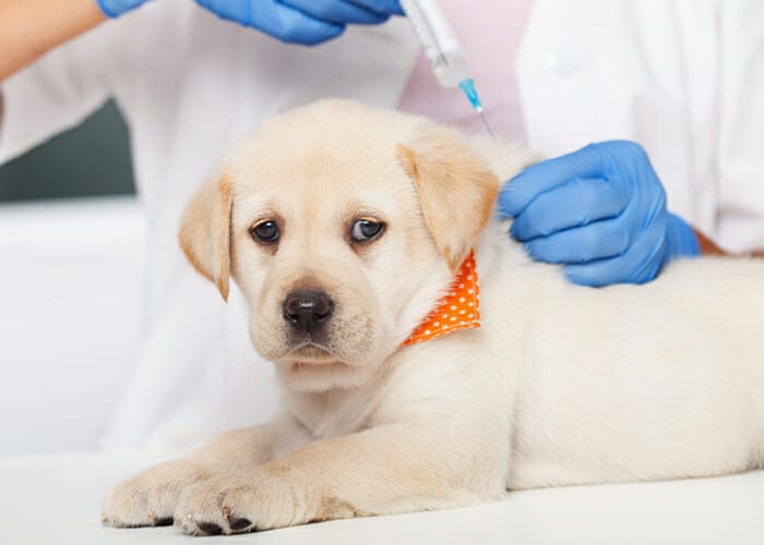 Iv fluids for dogs with parvo hotsell