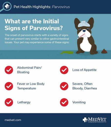 parvovirus in dogs