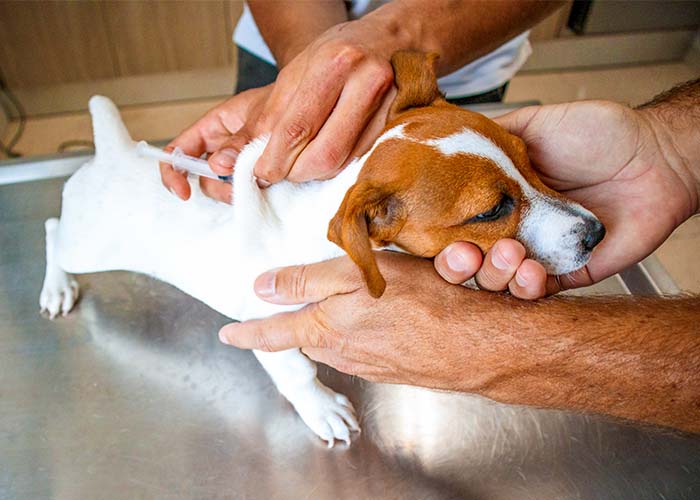 Percison Medicine in Veterinary Oncology - Dog getting immunotherapy vaccine