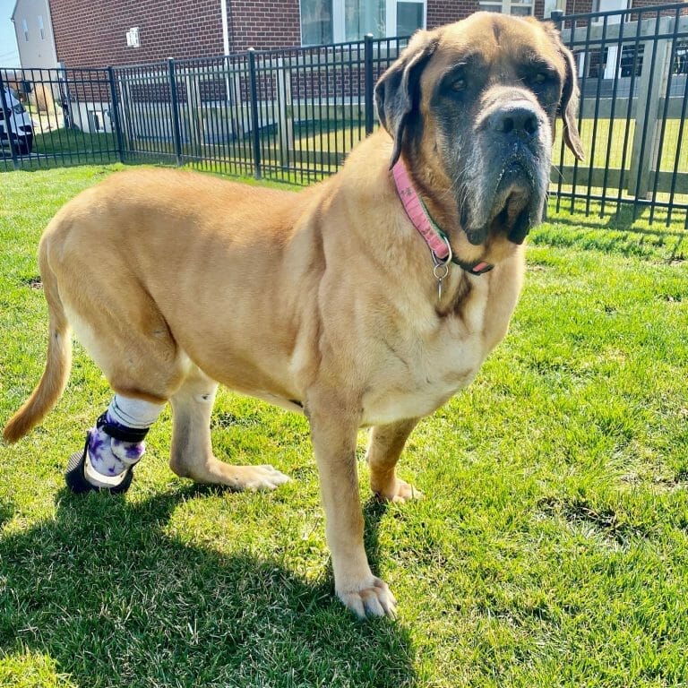 Pet Amputation - Mastiff with prosthetic leg