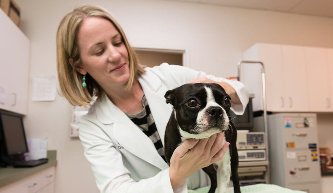 Your Pet Was Diagnosed with Cancer – Now What?