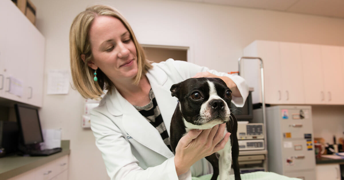 Your Pet Was Diagnosed with Cancer – Now What?