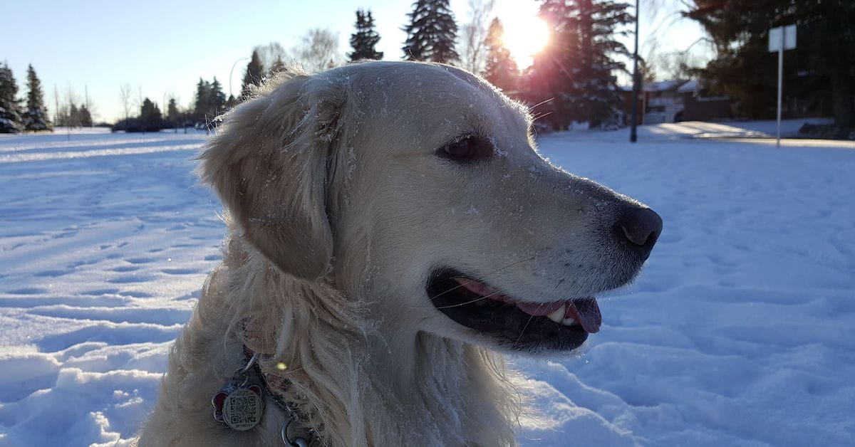 Pet Cold Safety - Dog in snow