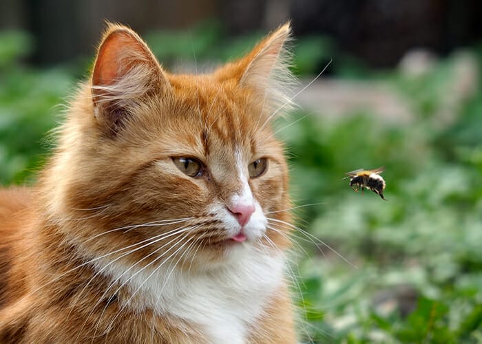 Pet First Aid - Cat looking at bee