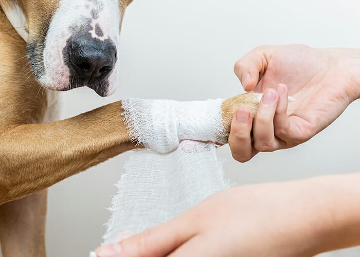 Pet First Aid - Dog getting leg wrapped