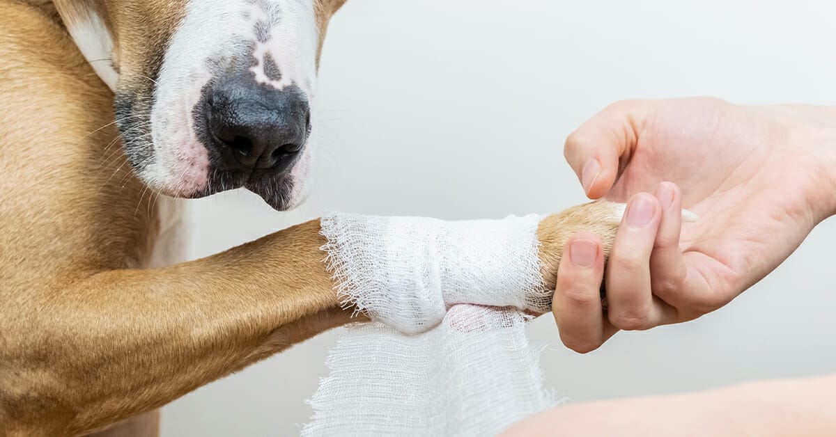 Pet First Aid - Understanding the Basics to Help Your Pet