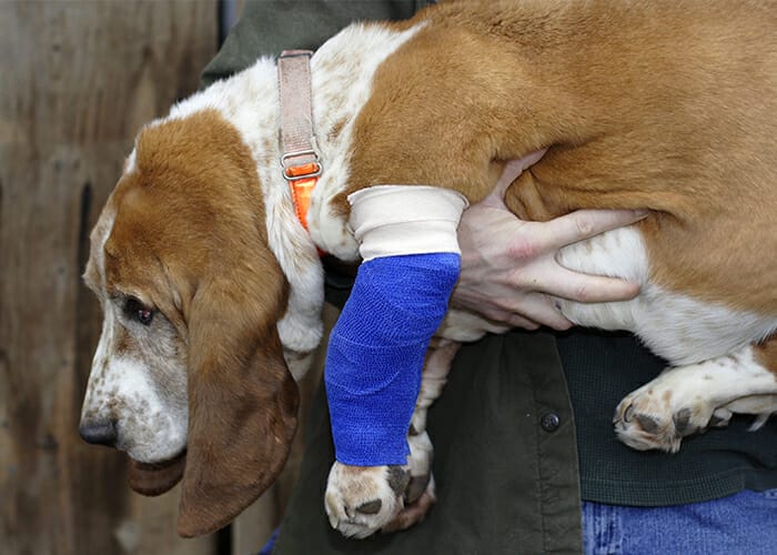 Pet First Aid - Wounded dog being carried