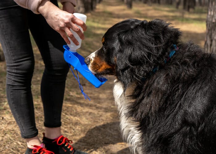 Pet Hiking and Camping Safety - Dog drinking clean water