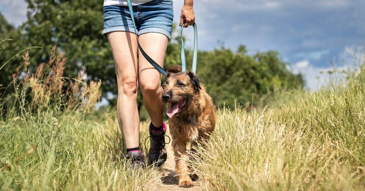 MedVet Blog | 10 Useful Tips for Hiking and Camping with Your Pets