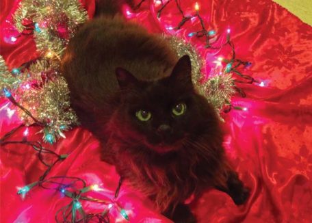 Pet Holiday Safety - Cat by Christmas lights