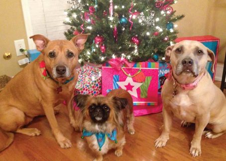 Pet Holiday Safety - Dogs by tree