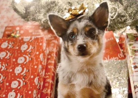 Pet Holiday Safety - Puppy under the tree