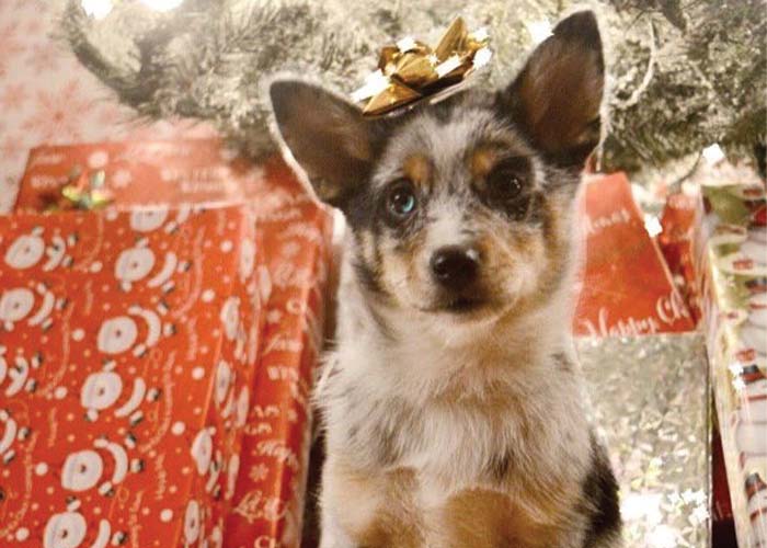Pet Holiday Safety - Puppy under the tree