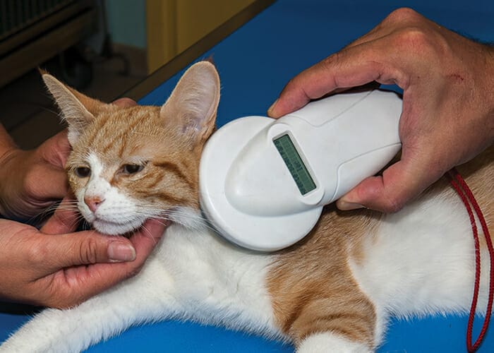 Pet ID - Cat getting microchip scanned