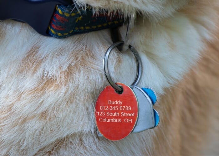 Lost dog sales rabies tag