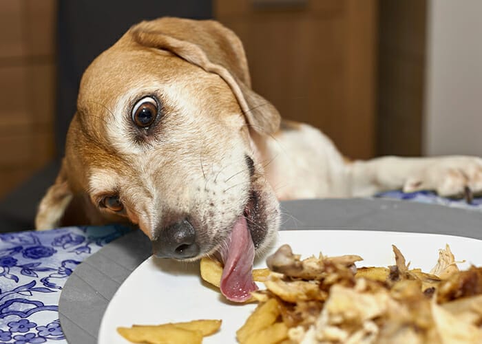 Dog 2024 eating plate