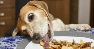 Dog with pancreatitis will not eat best sale