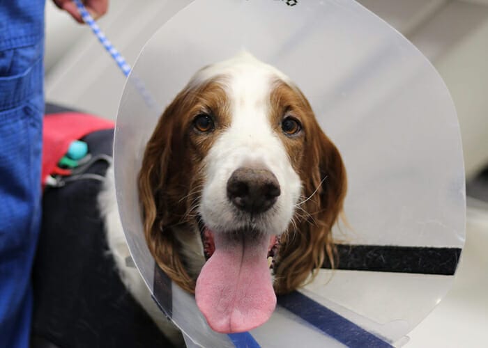 Post Surgery What to Expect for Your Pet MedVet