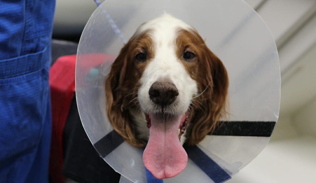 Post Surgery: What to Expect for Your Pet 