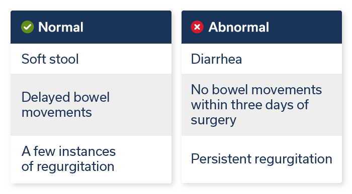 Pet Post-Surgery - Normal-Abnormal Bowel Movements and Regurgitation