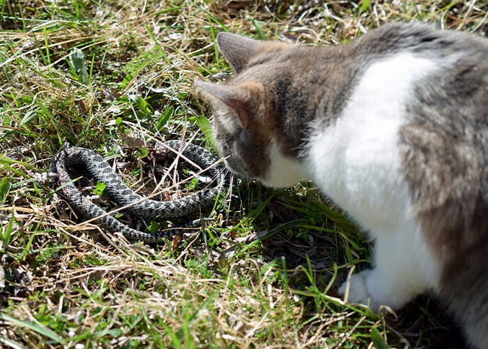 Pet Summer Safety - Cat looking at a snake