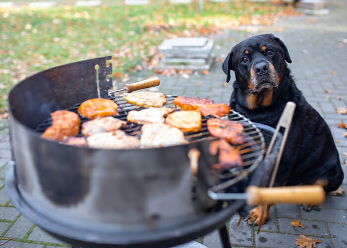 Pet Summer Safety - Dog looking at grill