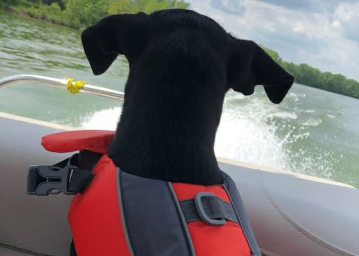 Pet Summer Safety - Dog wearing a life jacket
