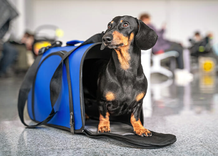Pet Travel Safety - Dog at airport