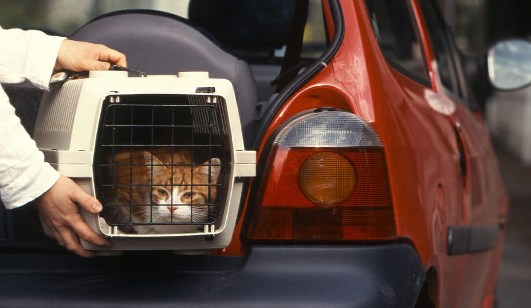 Tips for Safe Traveling with Pets by Car or Air