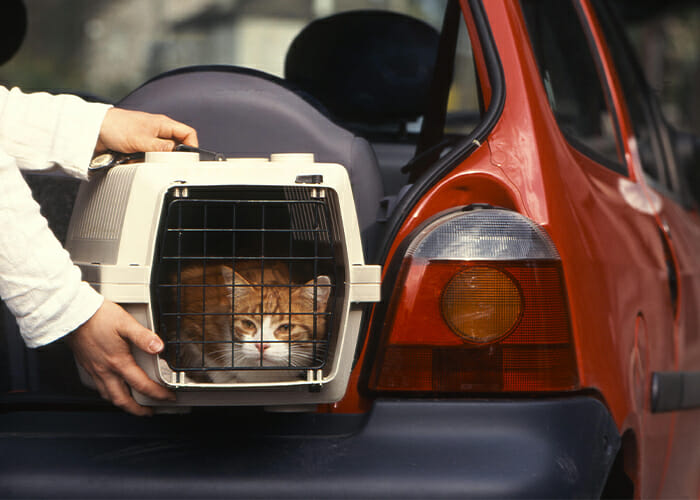 Pet Travel Safety - Person putting cat in a crate into the car