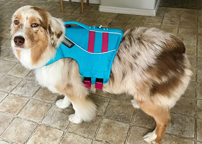 Pet Water Safety - Dog in Life Jacket