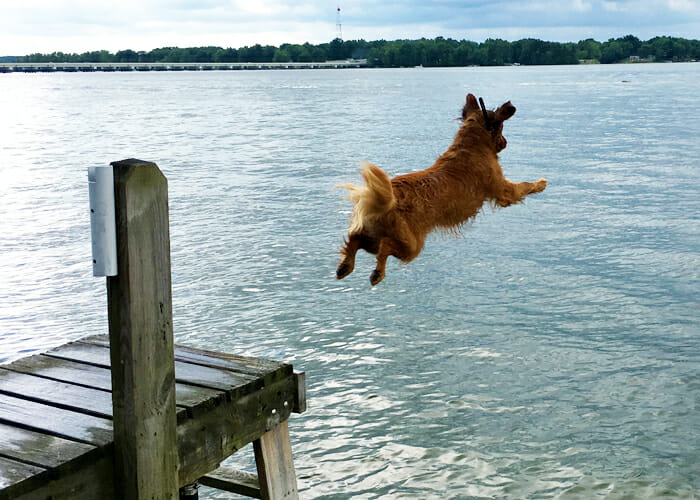 Pet Water Safety - Dog jumping into lake