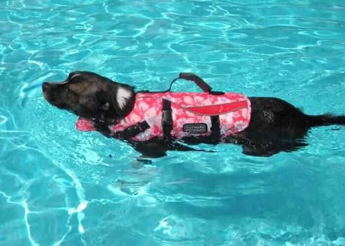 Pet Water Safety - Dog swimming in pool