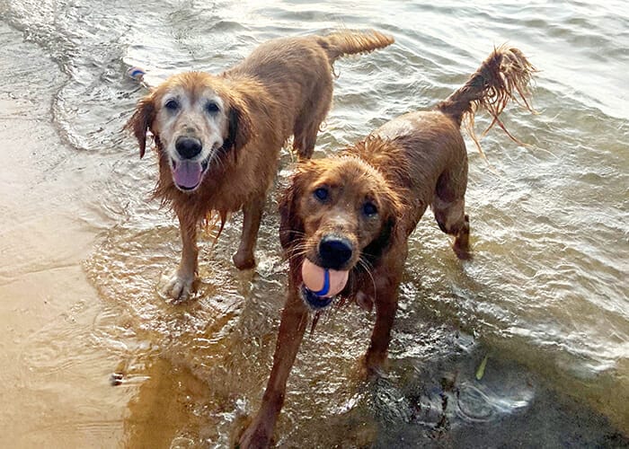 Pet Water Safety - Dogs at the beach