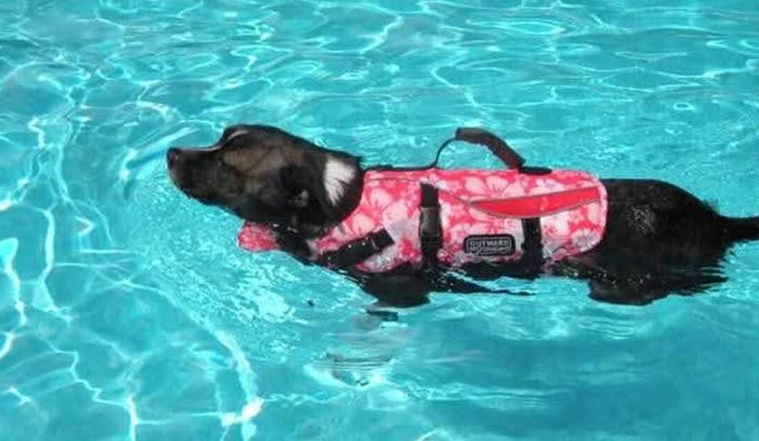 Pet Water Safety: Staying Safe at the Pool, Beach, or Lake 