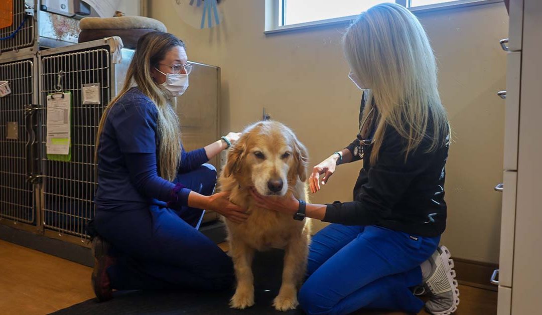 Precision Medicine: Could this Transform the Way we Treat Dogs with Cancer?