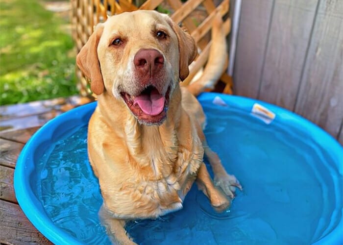 Protecting Your Pet from Heat Exhaustion and Heatstroke - Dog laying in shallow pool