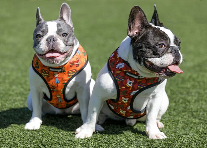 Protecting Your Pet from Heat Exhaustion and Heatstroke - French bulldogs sittin outside