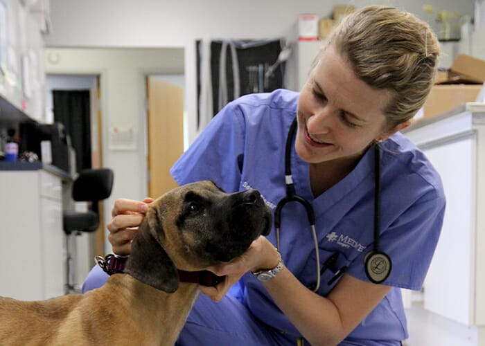 Puppy Care 101-Doctor examining a puppy