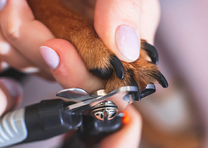 Puppy Care 101-Trimming a puppy's nails