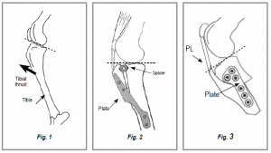 Ruptured Cranial Cruciate Ligament (CrCL) Repair in Dogs