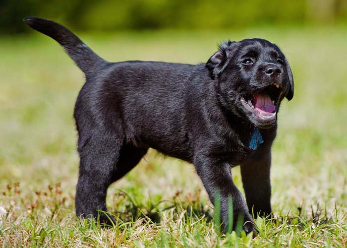 Six Things to Know About Kennel Cough and Your Pet - Black lab puppy coughing