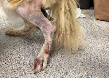 Snakebites on a dog's leg