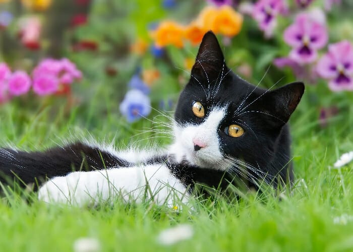 Spring Pet Safety - Cat laying in grass with flowers