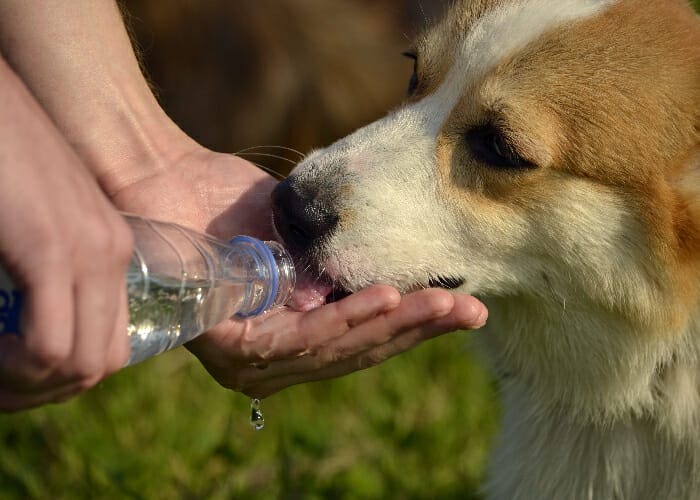 Spring Pet Safety - Dog drinking water out of hand