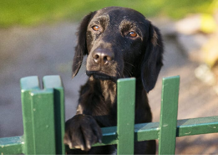 Spring Pet Safety - Dog looking over graden fence