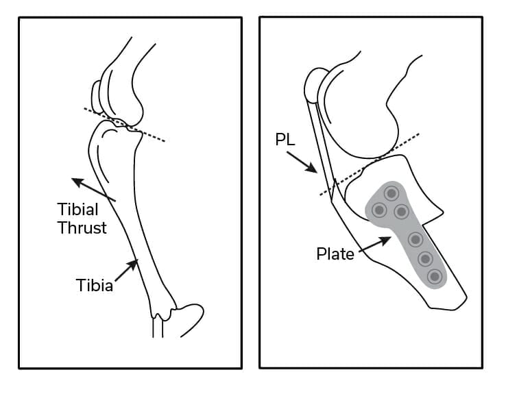 TPLO Surgery - TPLO Diagram