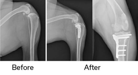 TPLO Surgery - Before and after X-ray